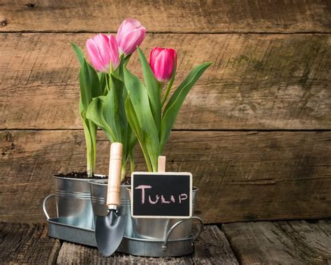 Can Tulips Grow in Pots? A Comprehensive Guide - GardenFine