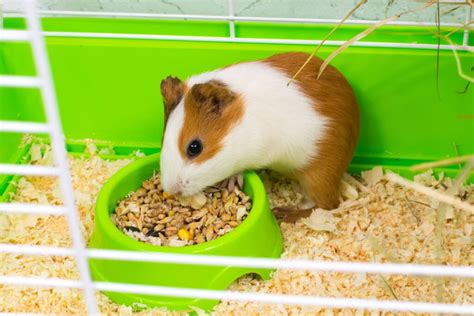 A Complete Guide To Buying And Setting Up The Best Guinea Pig Cage ...