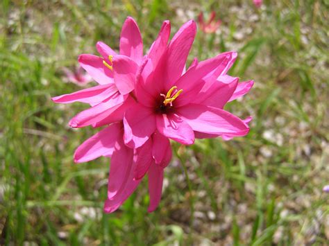 Pink wildflowers - Whistlepipe Gully, Western Australia - 2011 | Flower photos, Wild flowers ...