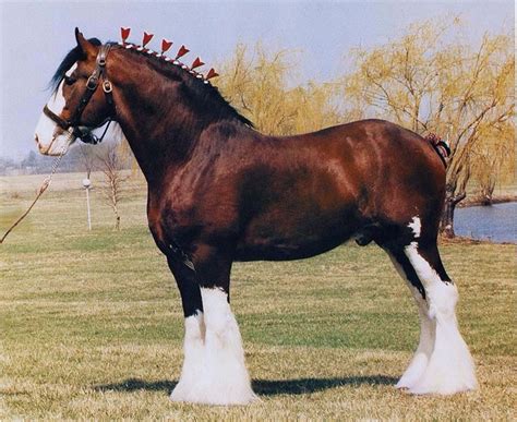 Shire horse | Clydesdale pferde, Hübsche pferde, Pferdefarmen