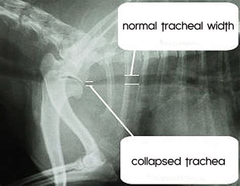 What Is The Treatment For Collapsed Trachea In Dogs