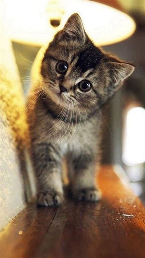 Cute Cat Wallpapers on WallpaperDog