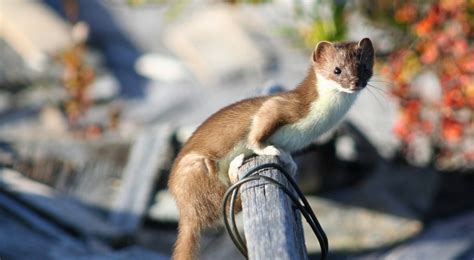 Least Weasel - Coniferous Forest