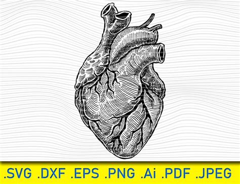 Anatomical Heart Svg Heart Svg Human Heart Clip Art Decal - Etsy