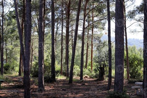 Tall trees in a forest in northern Israel 9992885 Stock Photo at Vecteezy