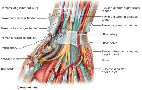 Carpal Tunnel Syndrome - Causes, Treatment, Splint & Surgery