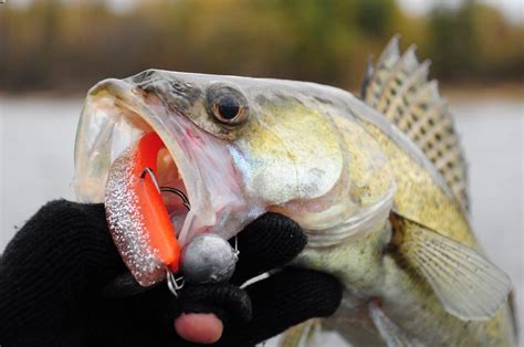 The Best Walleye Fishing Lures: Our Top 15 Picks - Life In Minnesota