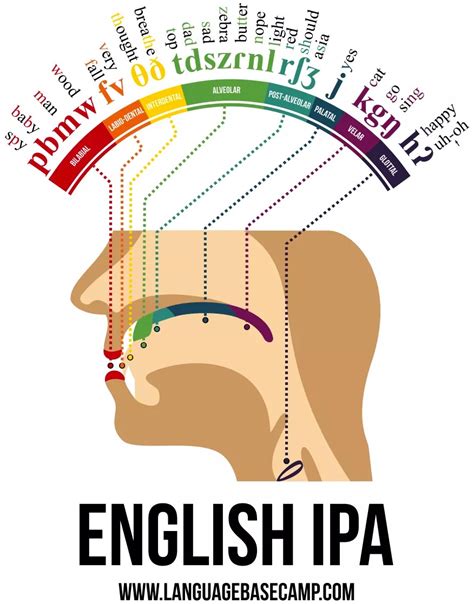 A Phonetic Map of the Human Mouth | Human mouth, Phonetic alphabet, Speech and language