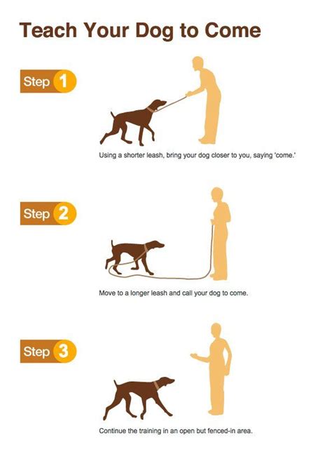 How To Train Your Dog Tricks At Home