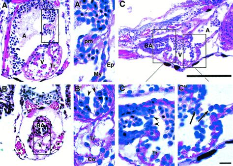 Structure and function of the developing zebrafish heart - Hu - 2000 - The Anatomical Record ...