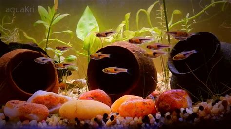 Lamb Chop Rasbora Fish Care & Tank Set up Guide - YouTube