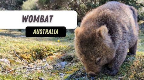 Wombat Eating Grass - YouTube