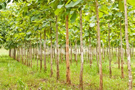 Teak Plantation Stock Photo | Royalty-Free | FreeImages