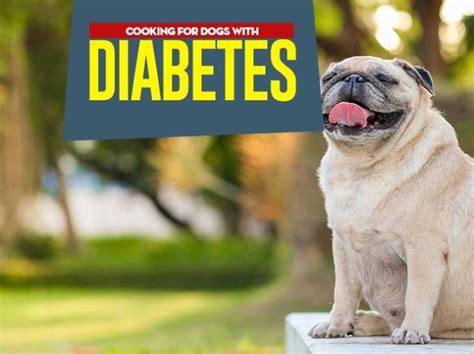 Diabetes in Dogs: 25 Ways to Prevent, Manage and Treat It [Infographic]