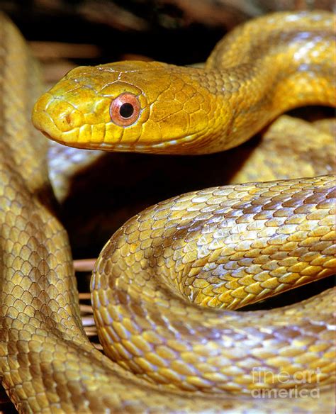 Yellow Rat Snake Photograph by Millard H. Sharp - Fine Art America