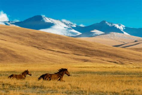 Find Rare Wildlife In Kazakhstan At These National Parks