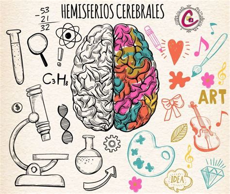 Los hemisferios cerebrales. Funciones y características | Consulta 21 ...