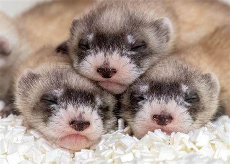 Phoenix Zoo welcomes ferret kits, asks for help naming them