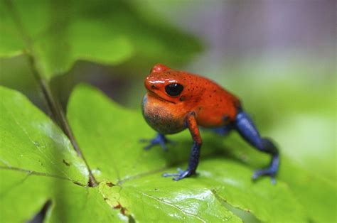 Small But Deadly - 4 of the Most Poisonous Frogs in the Wild - Animal Sake
