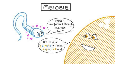 How To Teach Meiosis - Respectprint22