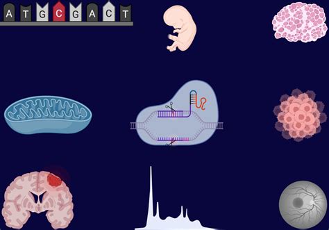 Field Spotlight: Molecular Medicine and Human Genetics | Molecular Genetics