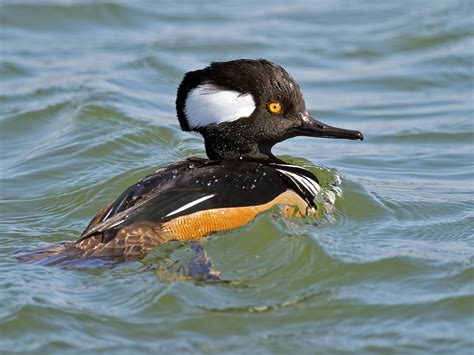 Male Hooded Merganser | Male, Hoods, Birds of paradise