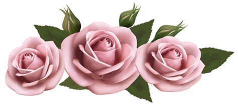 Hermosa imagen de rosas transparentes PNG rosas | Flower drawing, Pink ...