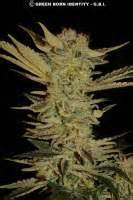 Bubble Gum (Serious Seeds) :: Cannabis Strain Info