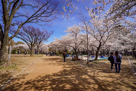 Nishinomaru garden | the garden is famous for its 600 cherry… | Flickr