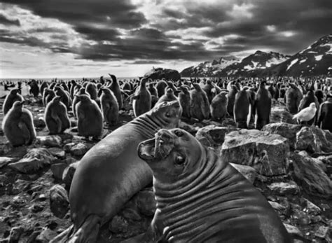 Genesis by Sebastião Salgado - Style Motivation