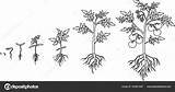 Plant Life Cycle Coloring Page sketch template