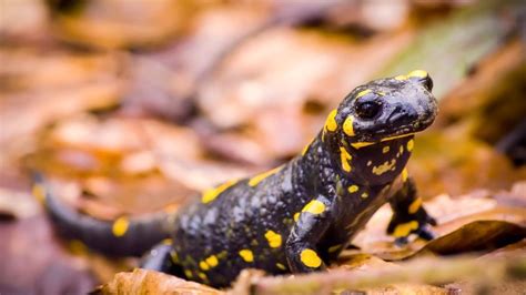 Is Salamander A Fish? – Acuario Pets