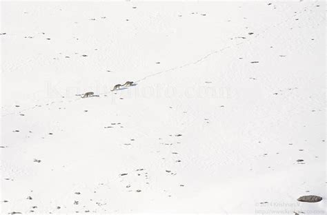 Wild snow leopard trip - Indian Himalayas: Nikon FX SLR (DF, D1-D5, D600-D850) Talk Forum ...