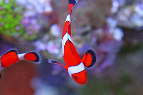 Nano Fish: Small Size, BIG Personalities - Marine Depot Blog