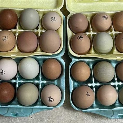 Best Farm Fresh Free Range Eggs for sale in Bedford County ...