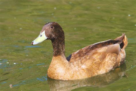 Khaki Campbell Ducks - Profile | Eggs | Male | Female - Bird Baron