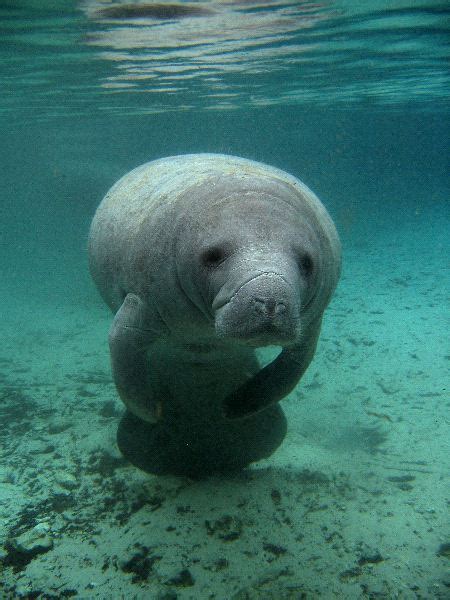 Florida Manatee - Manatee Facts and Information