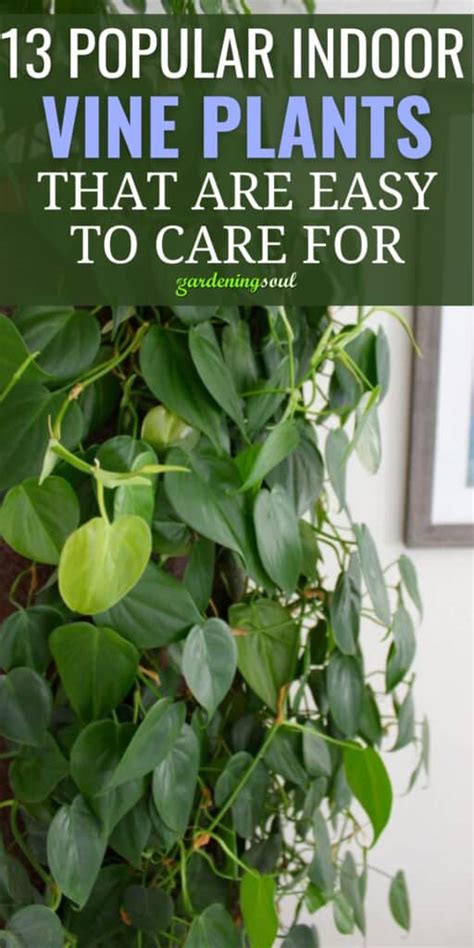 13 Popular Indoor Vine Plants That Are Easy To Care For