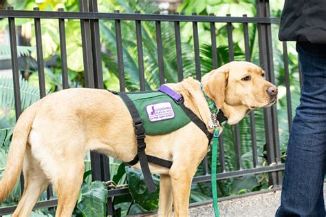 Yellow Labrador Retriever Service Dog Stock Photo - Download Image Now ...