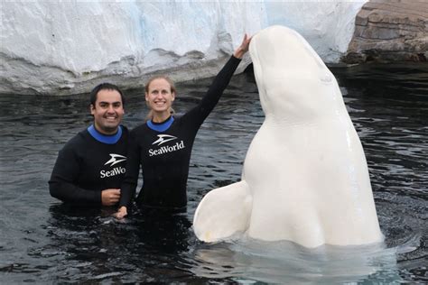 Beluga Whale Experience At Seaworld Beluga Open Viewing - cubandancing