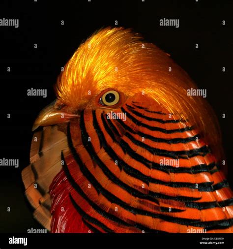 Pheasant details hi-res stock photography and images - Alamy