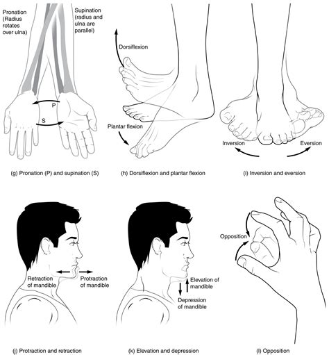 Protraction Anatomy