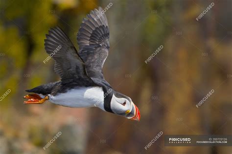 Atlantic puffin bird flying along coastline — close ups, ennvironment - Stock Photo | #200723126