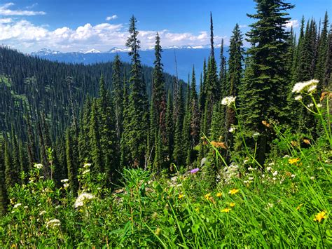 Mt Revelstoke’s Miller Lake: hiking trail you definitely do not want to ...