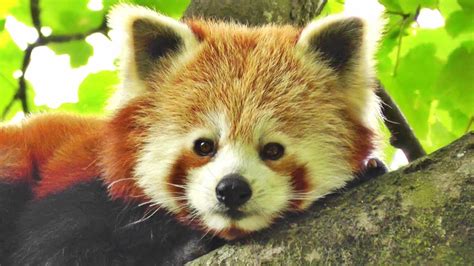 Very Cute Red Panda - One of The Worlds Cutest Animals - YouTube