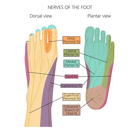 What are Neuropathy and the Peripheral Nerves | Marietta Foot Doctor