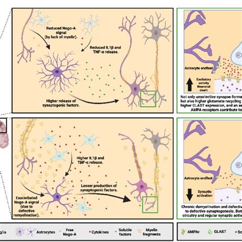 Synaptic dysfunctions mediated by Nogo-A in the MS. (Upper Panel) In... | Download Scientific ...