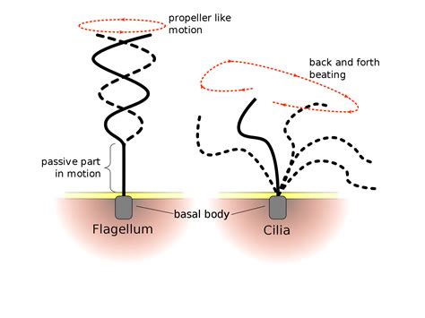 Cilia & Flagella