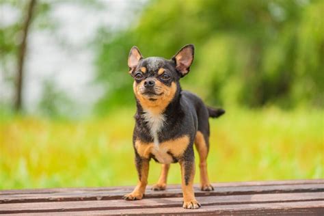 How To Stop A Chihuahua Growling - 5 Simple Ways To Calm Your Chi