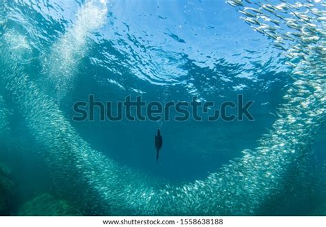 Cormorant Diving: Over 3,033 Royalty-Free Licensable Stock Photos ...